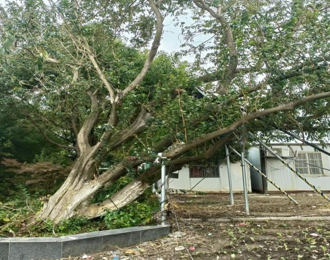 江苏省盐城市建湖县近湖街道蔡徐村雪柳