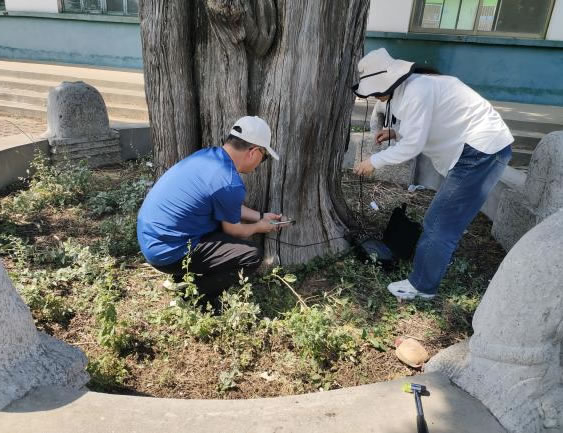 应力波树木无损检测系统